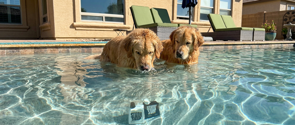 Golden Retriever Grooming Guide: Expert Tips for a Healthy Coat