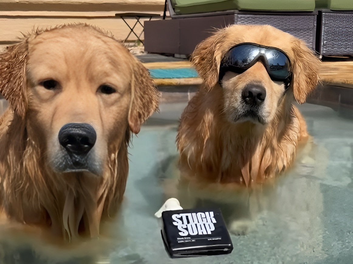 Dog Care After Swimming: Rinse, Dry, and Protect Their Coat | STUCK SOAP