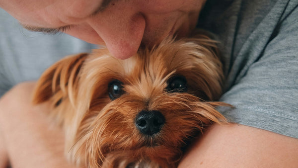 Adzuki Bean for Dogs: K-Beauty's Traditional Red Bean Hero