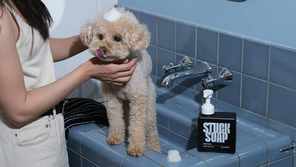The Skinification of Pet Care: Why K-Beauty for Dogs Is Transforming Grooming