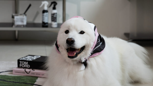 How Long Does a Dog Stay Clean After a Bath? A Realistic Timeline