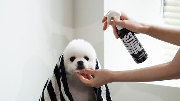 How to Bathe a Dog Without Making a Mess: A 10-Minute Prep Checklist