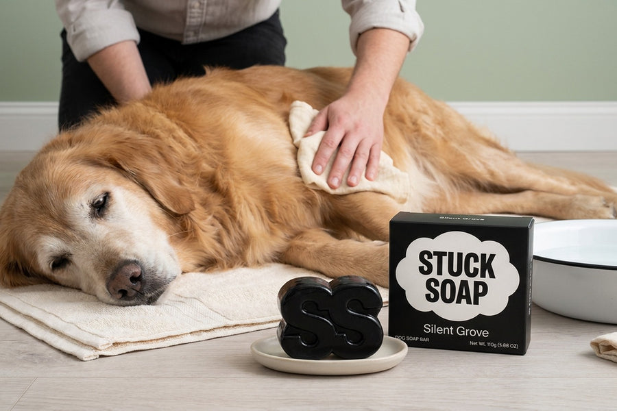 How to Clean a Senior Dog Without a Bath: Zone Care for Arthritic and Incontinent Dogs