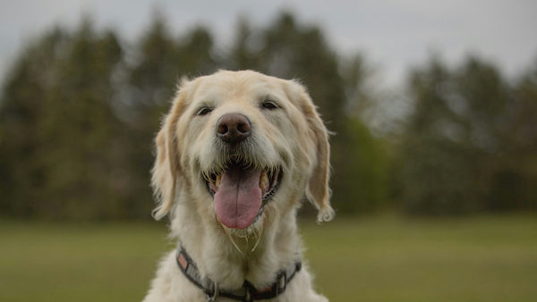 Mung Bean for Dogs: K-Beauty's Gentle Cleansing Hero