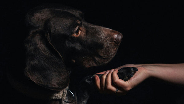 Peptides for Dogs: Inside K-Beauty's Skin-Firming Hero