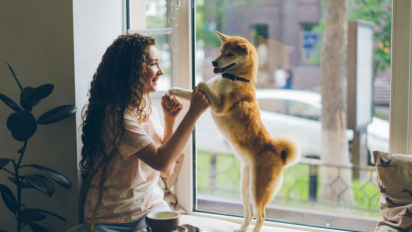 Ginseng for Dogs: Can K-Beauty's Vitality Hero Help Skin?