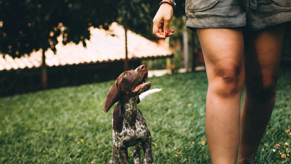 Fermented Skincare for Dogs: Inside K-Beauty's Most Talked-About Trend