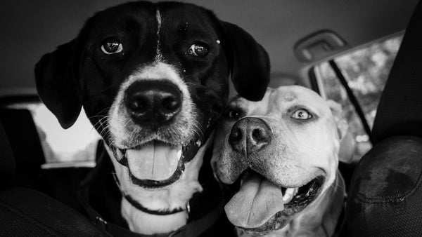 Bamboo Extract for Dogs: K-Beauty's Silica-Rich Hero for Stronger Coats