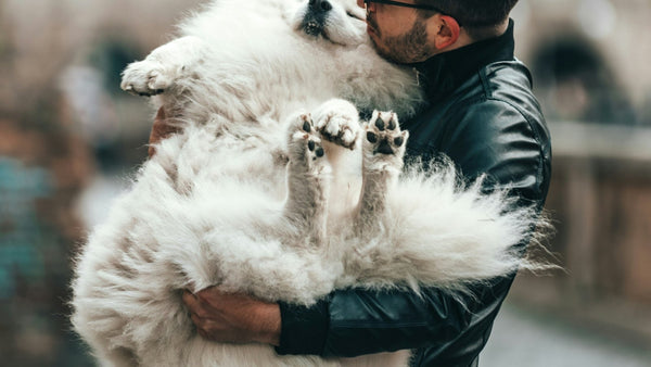 Evening Primrose Oil for Dogs: K-Beauty's Skin-Soothing Hero