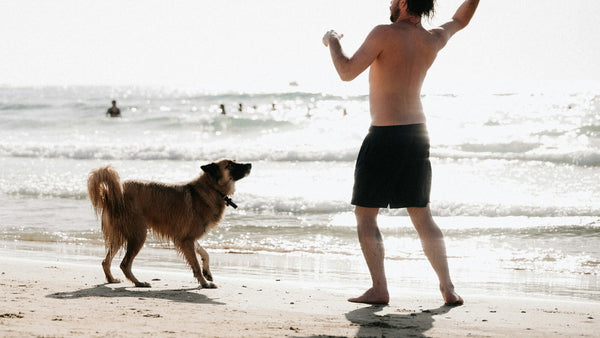 Sea Kelp for Dogs: K-Beauty's Marine Mineral Hero