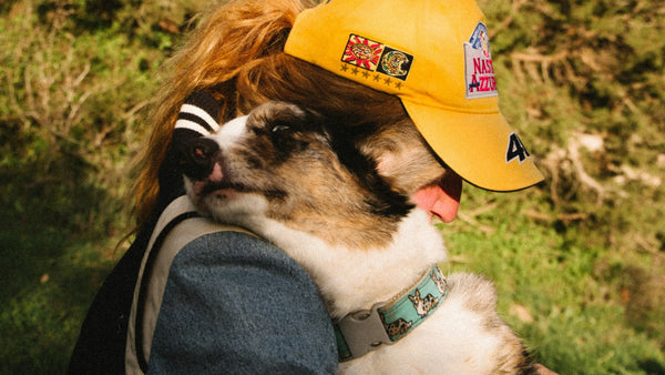 Sunflower Oil for Dogs: K-Beauty's Gentle Barrier Hero
