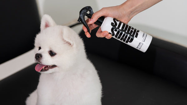 Frito Feet: Why Your Dog's Paws Smell Like Corn Chips