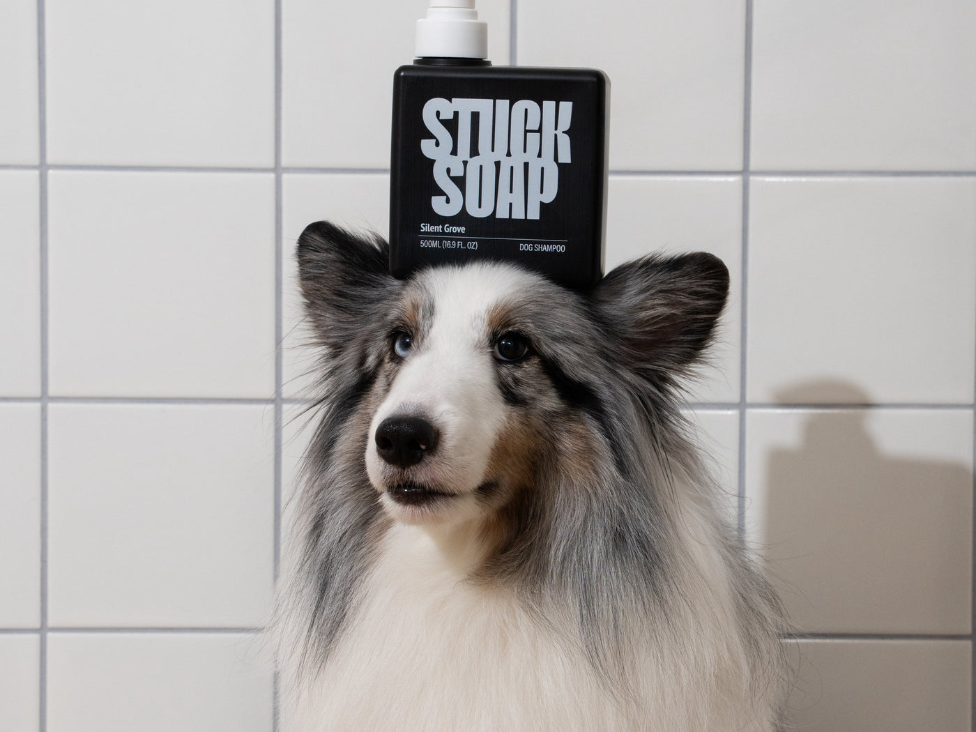 Dog Ear Cleaning 101: How to Prevent Ear Infections at Home