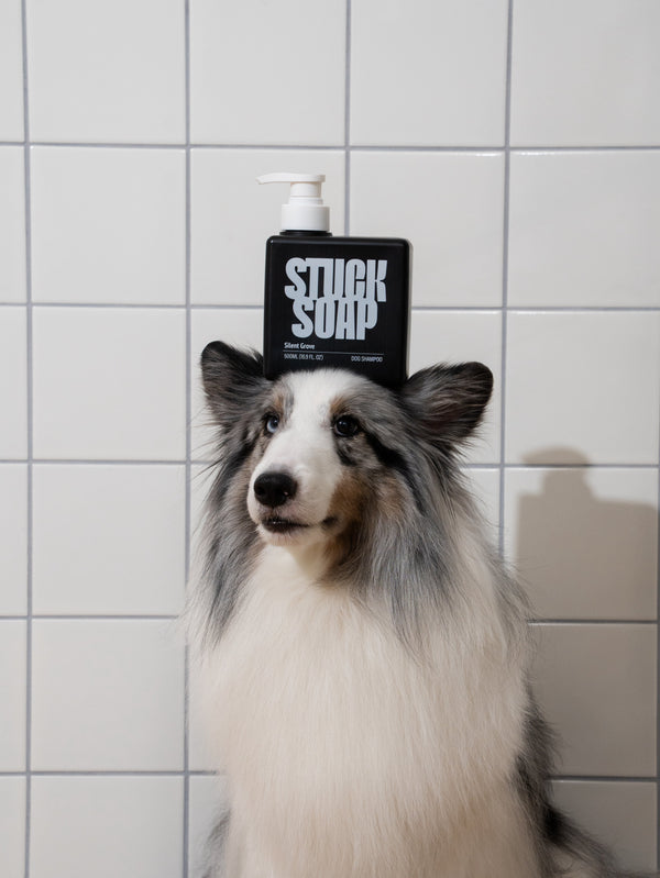 Dog Ear Cleaning 101: How to Prevent Ear Infections at Home