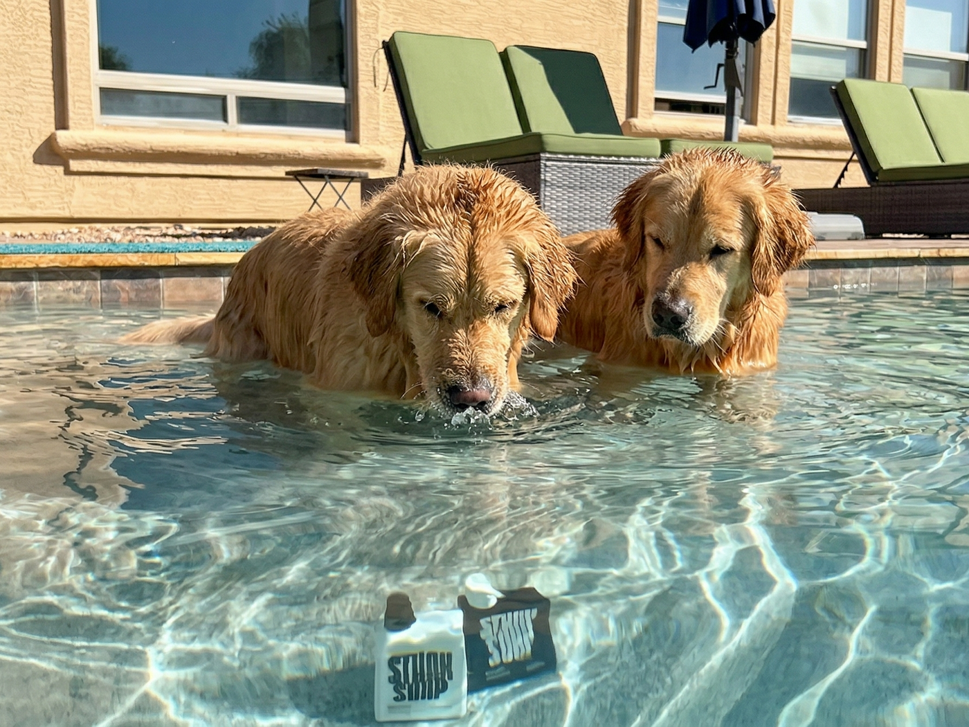 Golden Retriever Grooming Guide: Expert Tips for a Healthy Coat