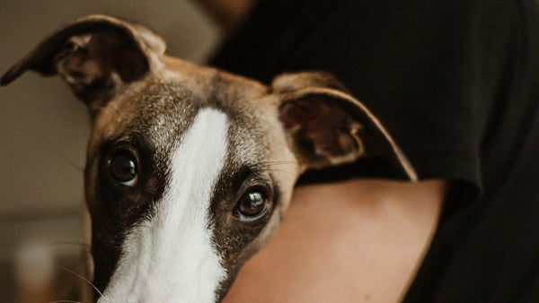 Best Dog Shampoo Ingredients for Allergies: A K-Beauty Guide