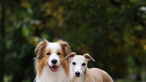 Cucumber for Dogs: K-Beauty's Cooling Summer Skin Hero