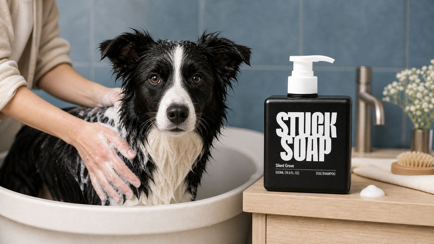 What a Bath Actually Costs: Dog Shampoo Cost Per Bath, Cheap vs Premium