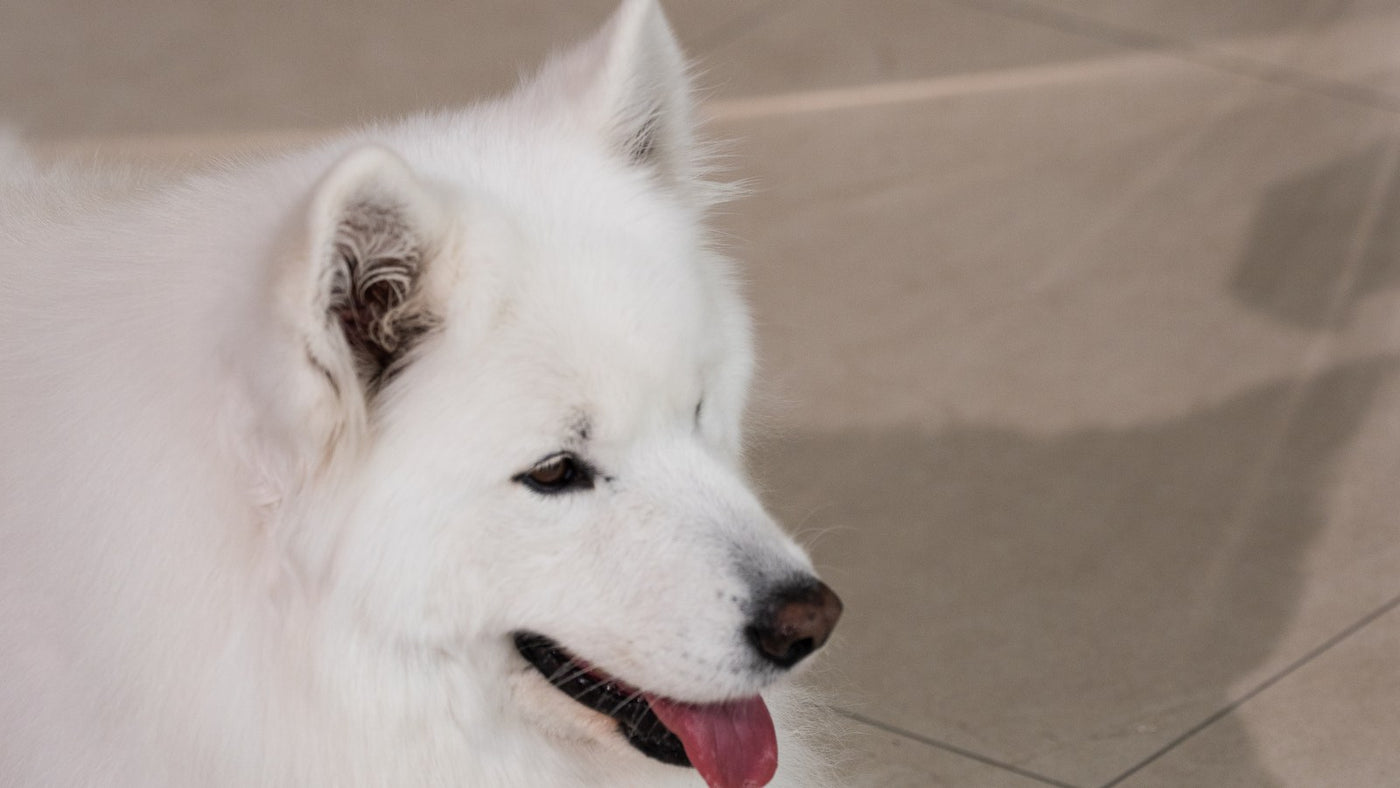 Fall Shedding in Dogs: Why the Coat Changes When the Days Get Shorter
