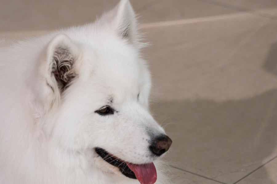 Fall Shedding in Dogs: Why the Coat Changes When the Days Get Shorter