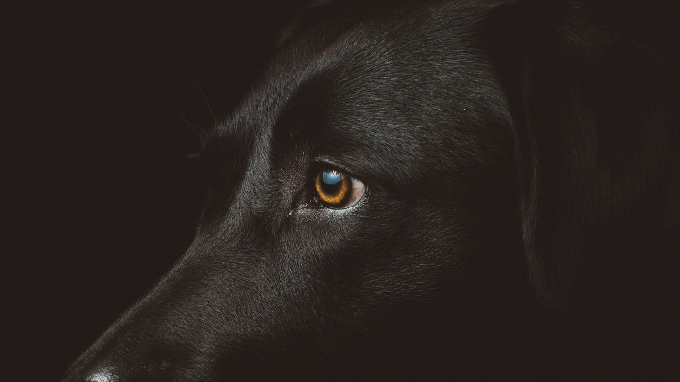 Ectoin for Dogs: Inside K-Beauty's Skin-Barrier Hero
