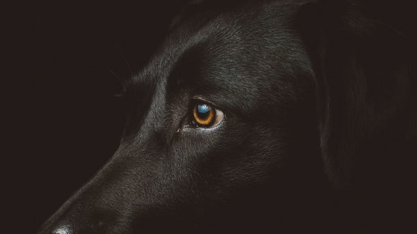 Ectoin for Dogs: Inside K-Beauty's Skin-Barrier Hero