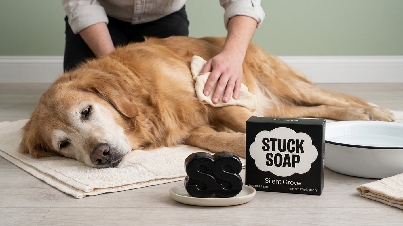 How to Clean a Senior Dog Without a Bath: Zone Care for Arthritic and Incontinent Dogs