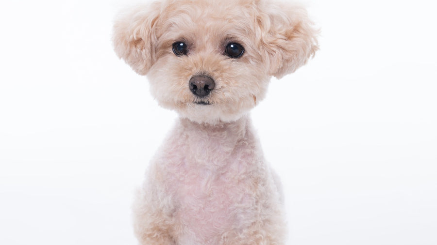 Jujube for Dogs: K-Beauty's Red Date Antioxidant Hero