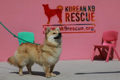A rescue dog at a Korean K9 Rescue event