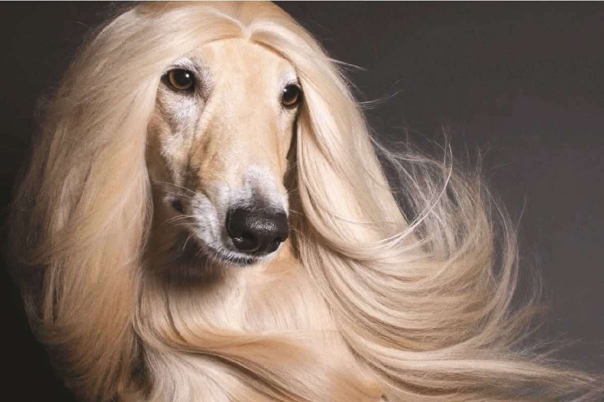Fashion Snoops, 9 Pet Wellness Brands to Add to Your Radar