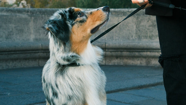 Marula Oil for Dogs: K-Beauty's Antioxidant Coat Oil