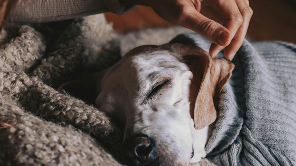 Minimalist Dog Grooming Routine: The K-Beauty Skip-Care Way
