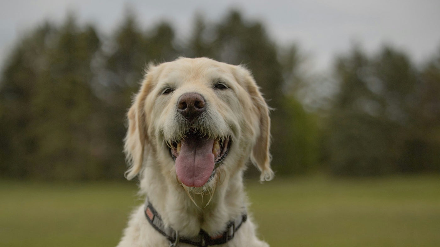 Mung Bean for Dogs: K-Beauty's Gentle Cleansing Hero