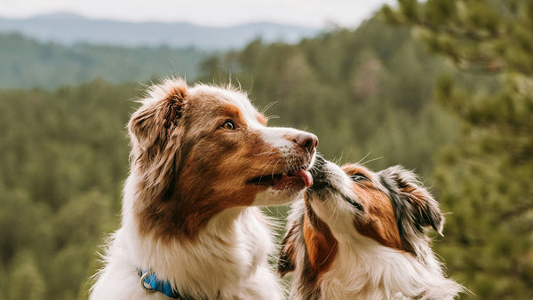 Pomegranate for Dogs: K-Beauty's Antioxidant Superfruit