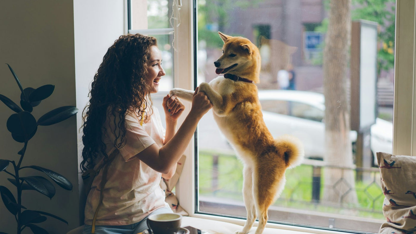 Ginseng for Dogs: Can K-Beauty's Vitality Hero Help Skin?