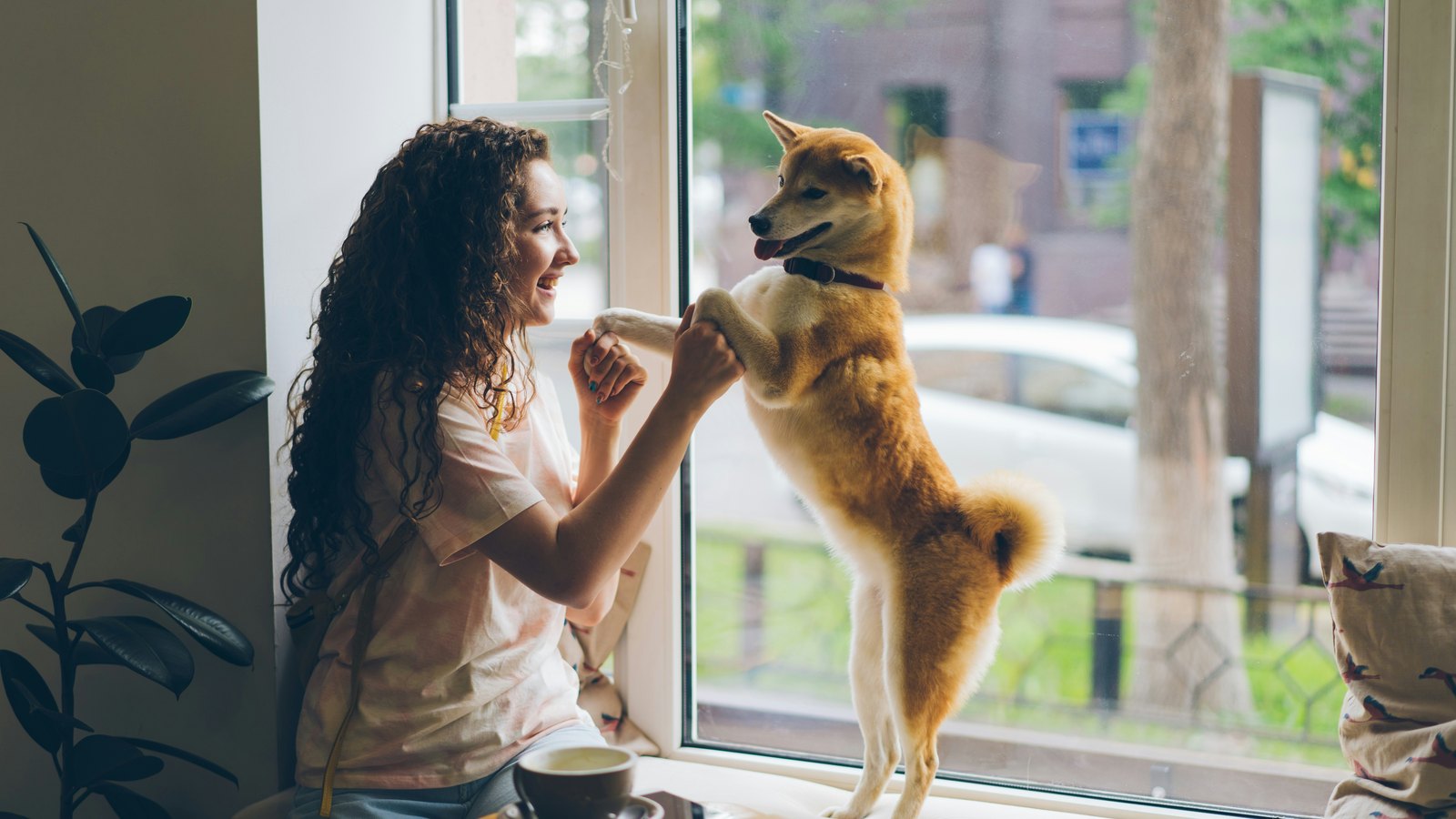 Ginseng for Dogs: Can K-Beauty's Vitality Hero Help Skin?