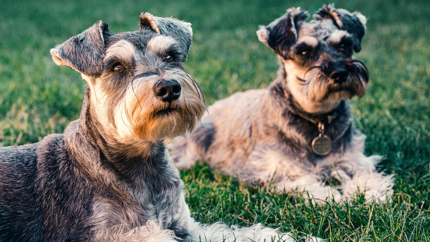 Sea Buckthorn for Dogs: K-Beauty's Omega-7 Berry for Healthier Skin and Coat