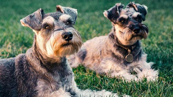 Sea Buckthorn for Dogs: K-Beauty's Omega-7 Berry for Healthier Skin and Coat
