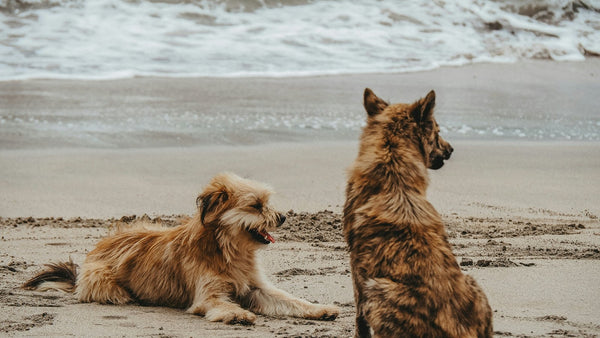Honey for Dogs' Skin: K-Beauty's Sweet Soothing Hero