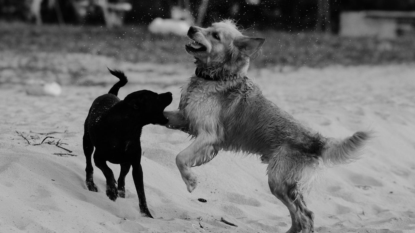 Polyglutamic Acid for Dogs: K-Beauty's Moisture Hero