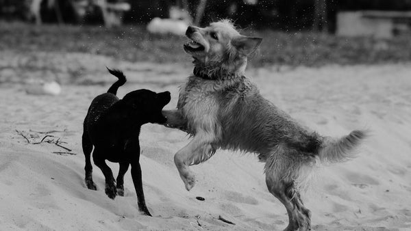 Polyglutamic Acid for Dogs: K-Beauty's Moisture Hero