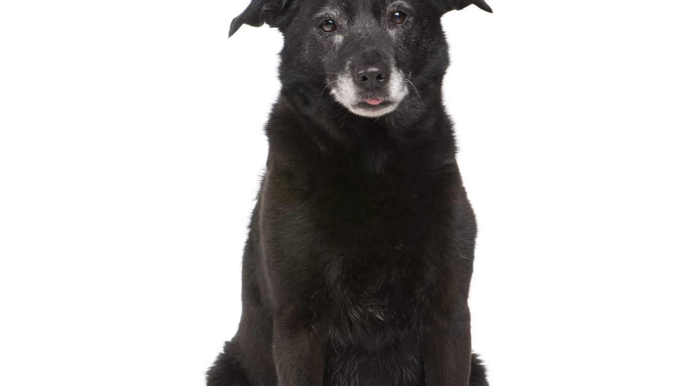 Vitamin E for Dogs' Skin: K-Beauty's Antioxidant Hero