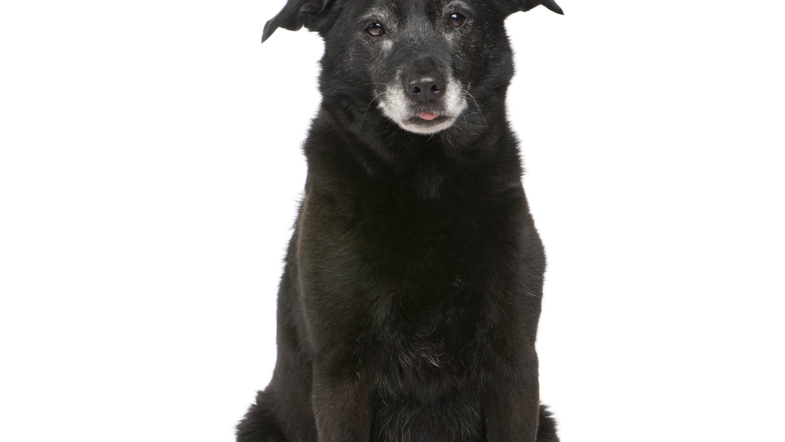 Vitamin E for Dogs' Skin: K-Beauty's Antioxidant Hero
