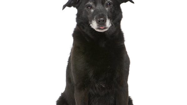 Vitamin E for Dogs' Skin: K-Beauty's Antioxidant Hero