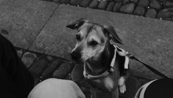 Coconut Oil for Dogs: Benefits, Risks & Safe Use