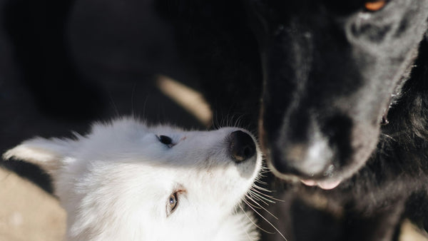 Bakuchiol for Dogs: K-Beauty's Natural Retinol, Explained