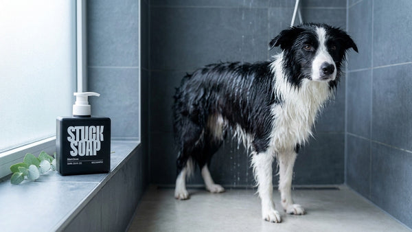 How to Tell When Your Dog Is Actually Rinsed