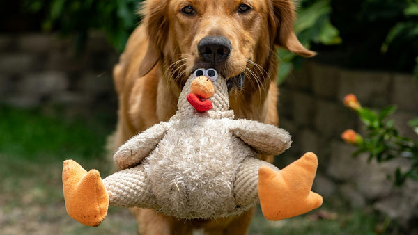 Turmeric for Dogs: K-Beauty's Golden Skin-Soothing Hero