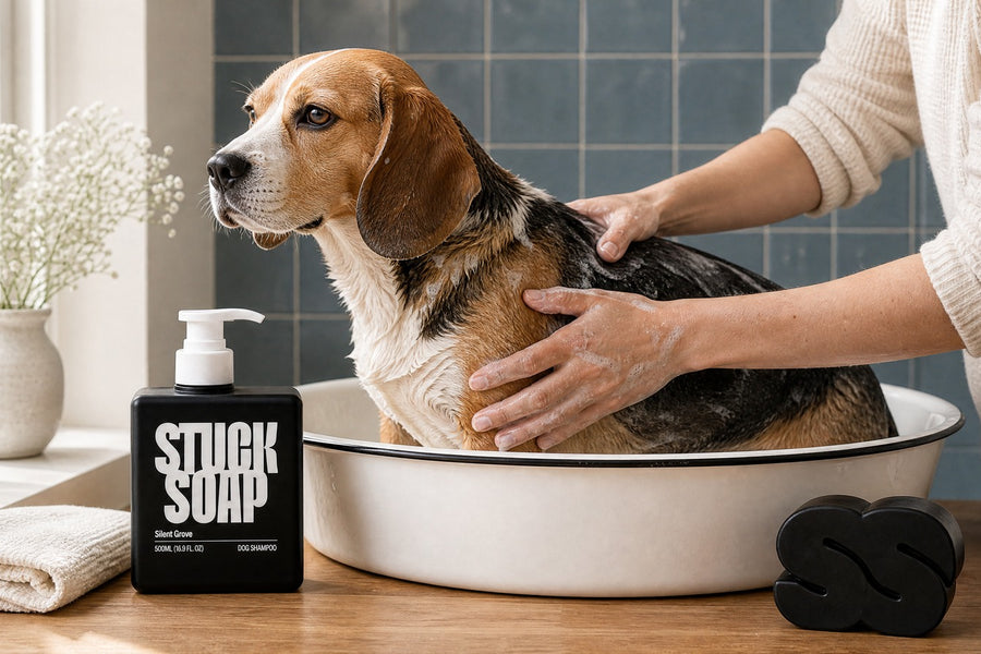 What to Check When Bathing Your Dog: The Bath-Time Body Scan