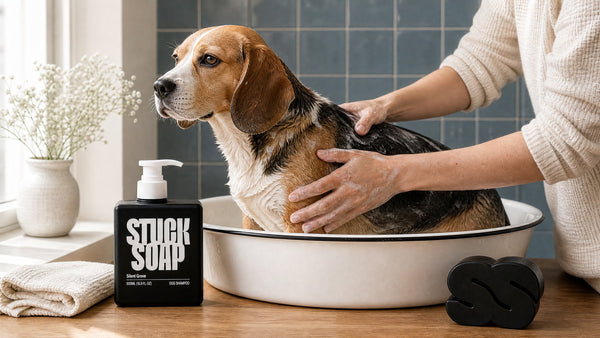 What to Check When Bathing Your Dog: The Bath-Time Body Scan
